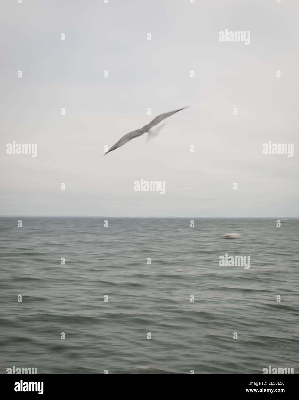 Blurred Seagull in movimento sopra l'oceano in un giorno grigio e dreary, Mattapoisett, Massachusetts, Stati Uniti Foto Stock
