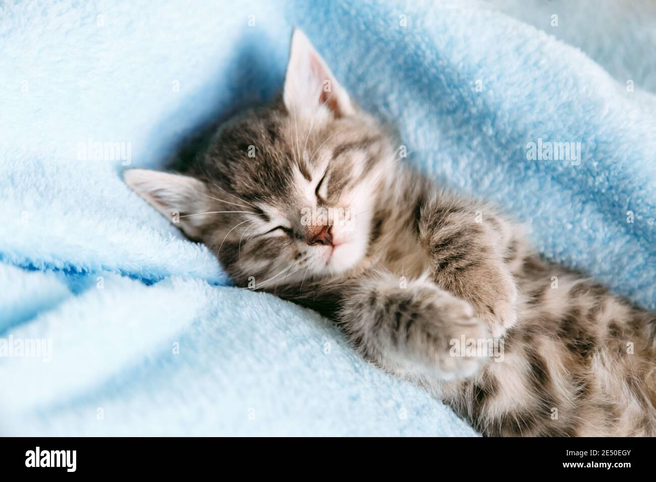 Il cucciolo a righe dormi su una coperta di colore blu. Animale grigio gatto capretto con zampe rilassarsi a letto con spazio copia. Piccolo gattino tabby su sfondo blu. Lungo Foto Stock