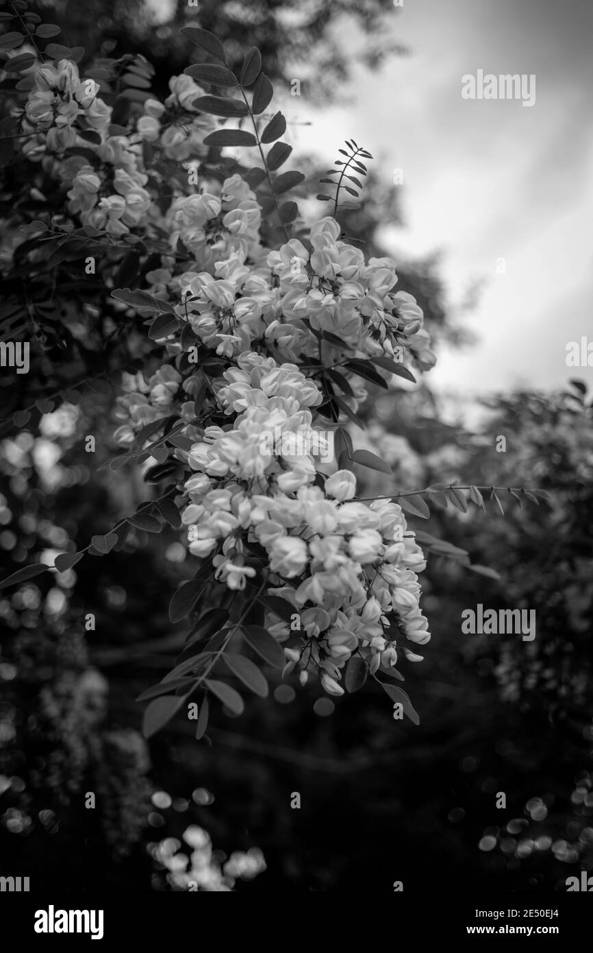 Fiori bianchi e neri o bianchi che pangono su un albero con le nuvole nello sfondo, Nahant, Massachusetts, Stati Uniti Foto Stock