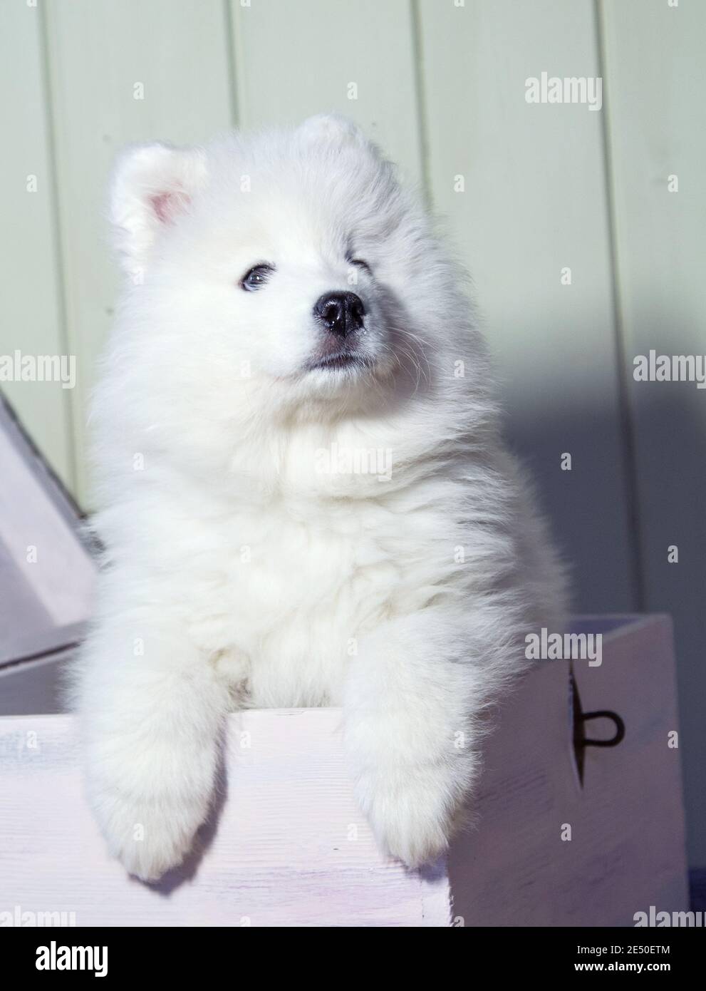 Cute bianco cucciolo Samoiato guarda su da un petto di legno Foto Stock