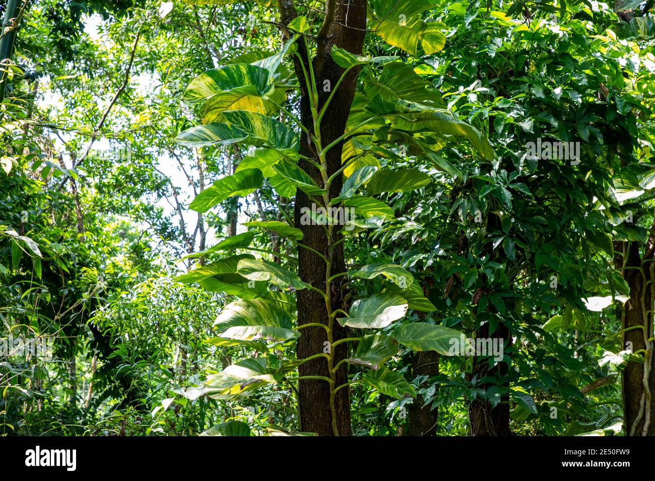 Epipremnum aureum. Ceylon superriduttore / diaves foglie di pianta o di soldi giganti pianta che cresce su un albero in Sylhet, Bangladesh Foto Stock