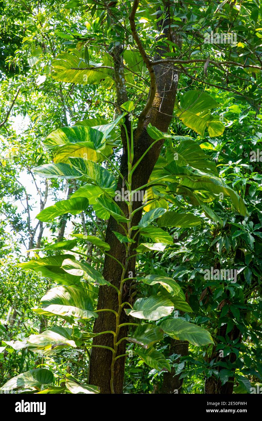 Epipremnum aureum. Ceylon superriduttore / diaves foglie di pianta o di soldi giganti pianta che cresce su un albero in Sylhet, Bangladesh Foto Stock