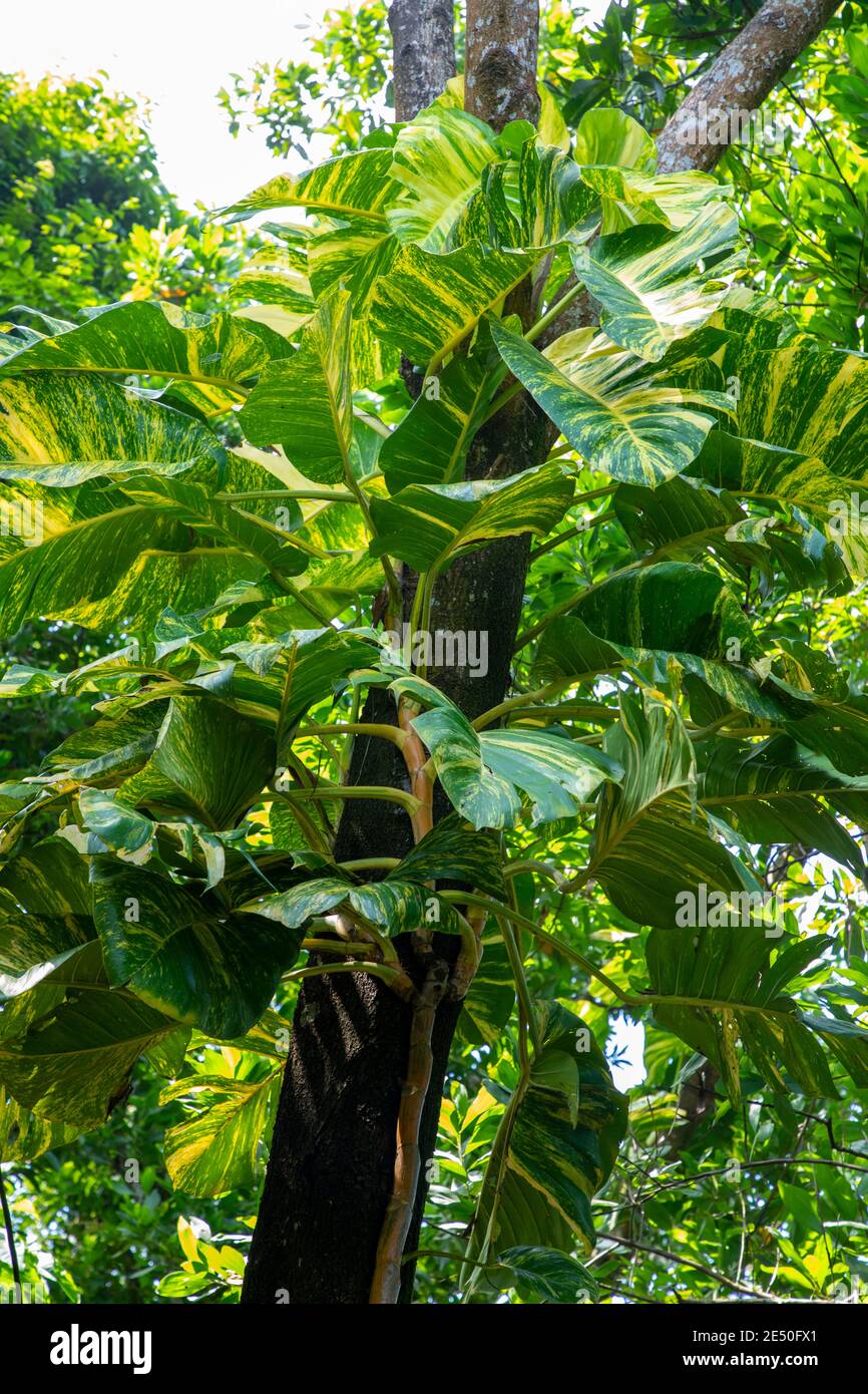 Epipremnum aureum. Ceylon superriduttore / diaves foglie di pianta o di soldi giganti pianta che cresce su un albero in Sylhet, Bangladesh Foto Stock