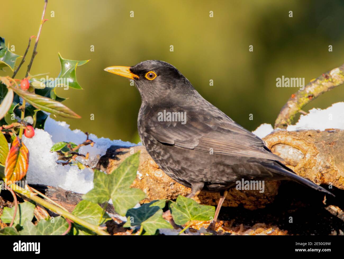 Blackbird, Turdidae, arroccato su una filiale in un giardino britannico, gennaio 2021 Foto Stock