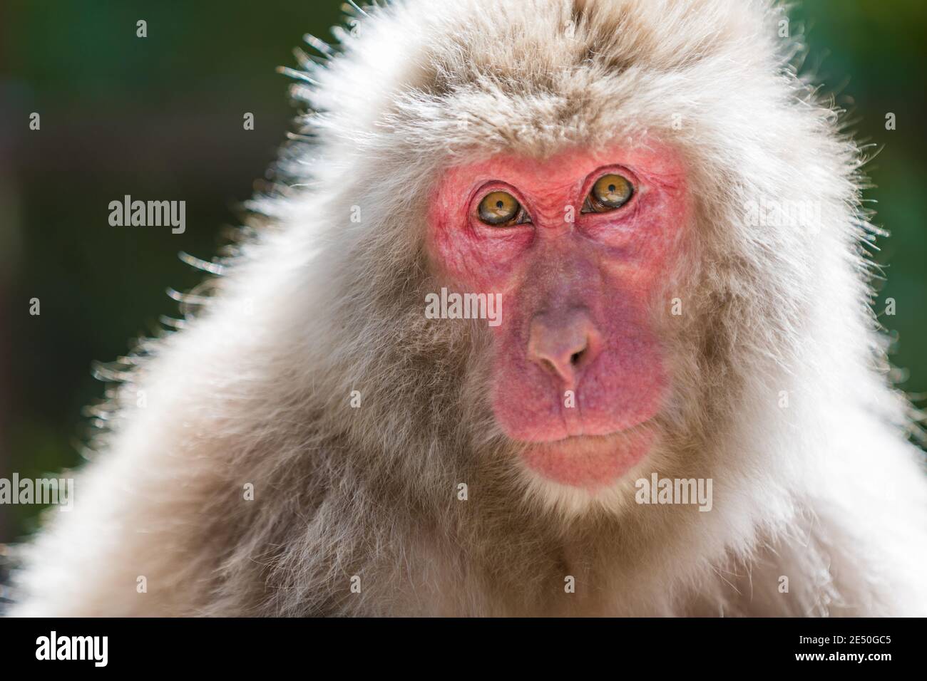 Primo piano di un macaco giapponese maschile adulto che si trova alla macchina fotografica, contro uno sfondo verde bokeh Foto Stock
