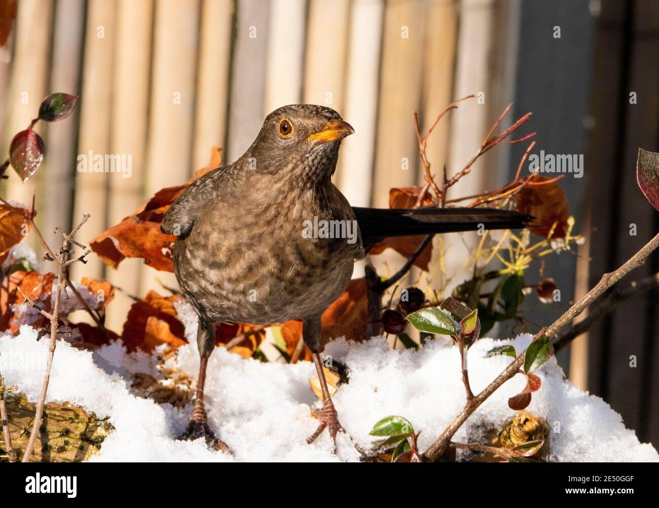 Blackbird, Turdidae, arroccato su una filiale in un giardino britannico, gennaio 2021 Foto Stock