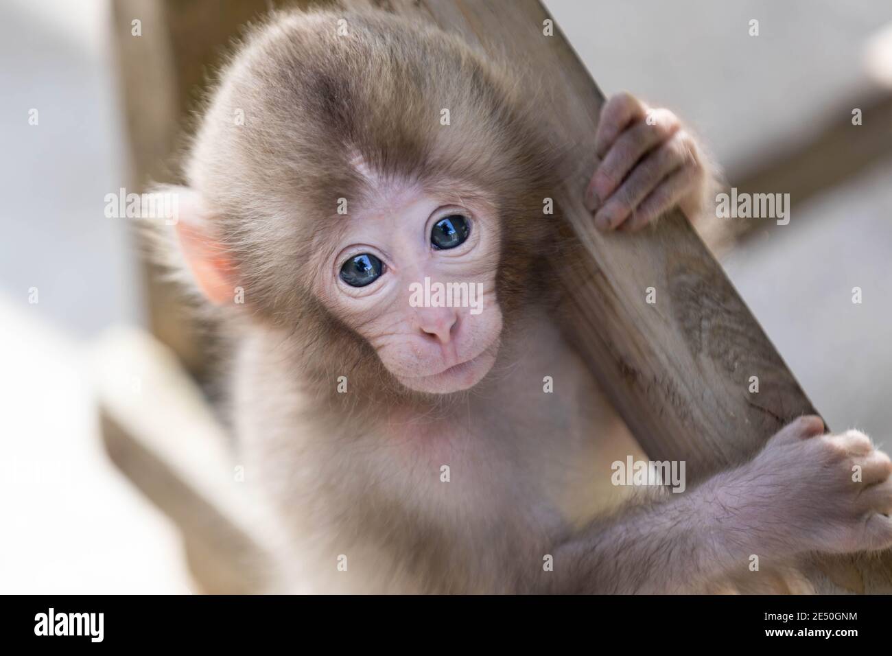 Primo piano di un macaco giapponese bambino che tiene su un palo di legno e fissando indietro alla macchina fotografica Foto Stock