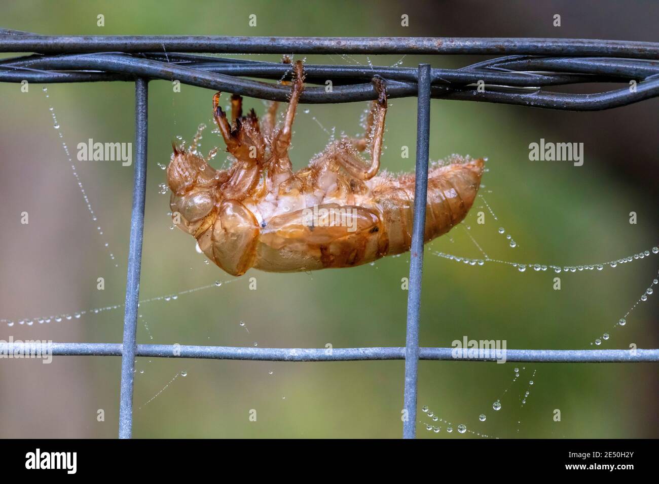 Una Cicada morta su una recinzione vicino a un ragnatela Foto Stock