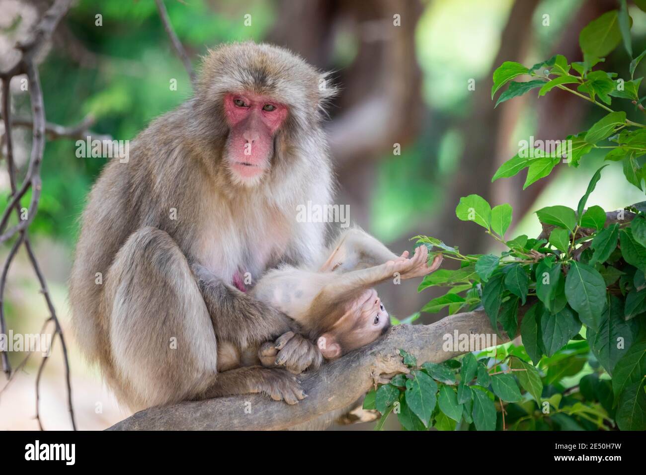come si dice mamma in giapponese
