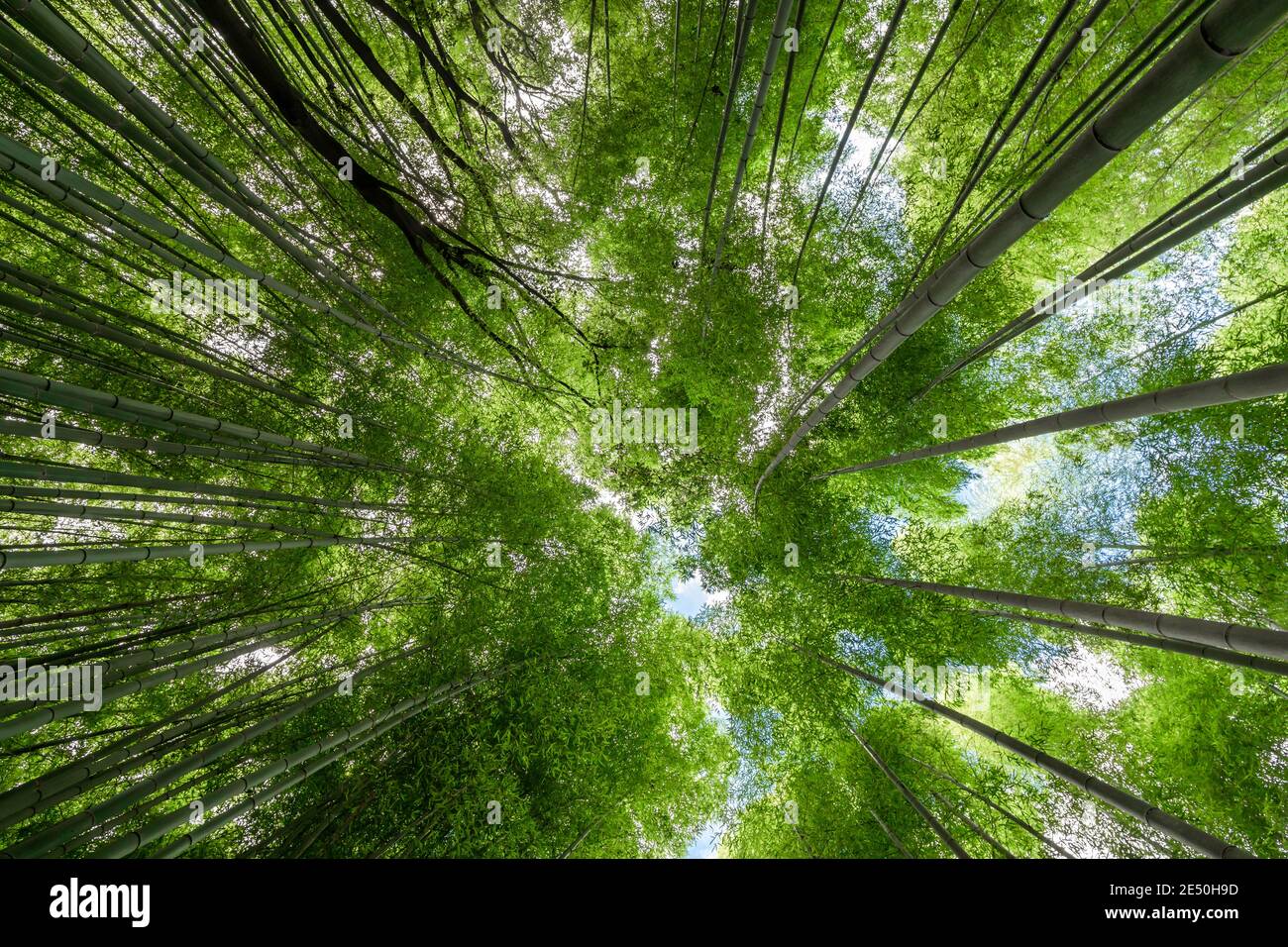 La corona degli alberi nel boschetto di bambù Arashiyama visto dal basso Foto Stock