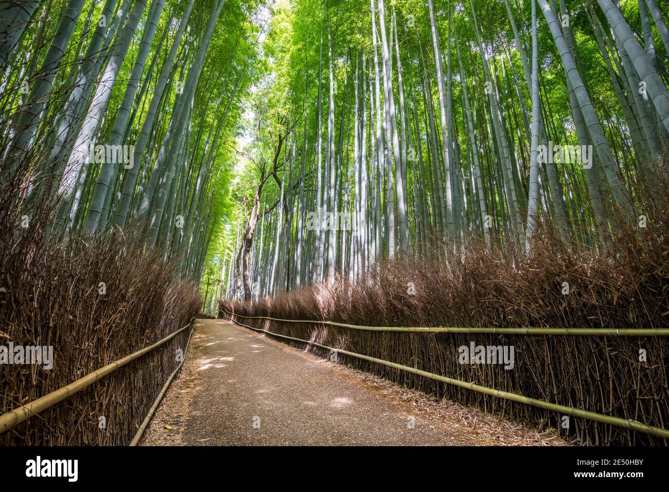 Ampia vista angolare del boschetto giapponese di bambù Arashiyama Foto Stock