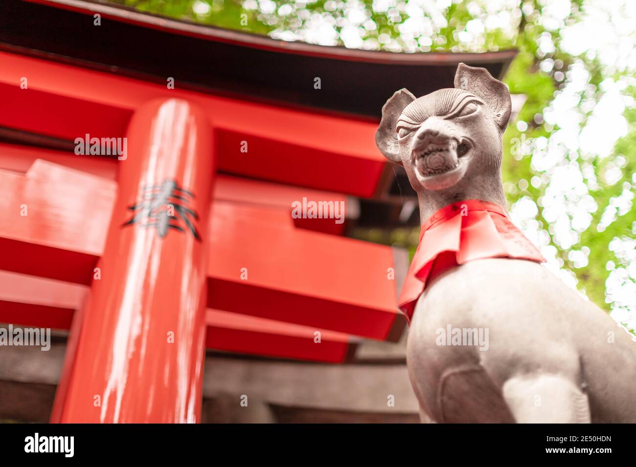 Primo piano di una statua di pietra di una volpe dentro di fronte a un torii in legno in un tempio giapponese Foto Stock