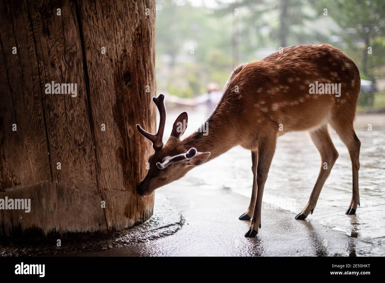 Primo piano di un cervo selvatico che lecca un legno umido pilastro in un tempio giapponese in una giornata piovosa Foto Stock