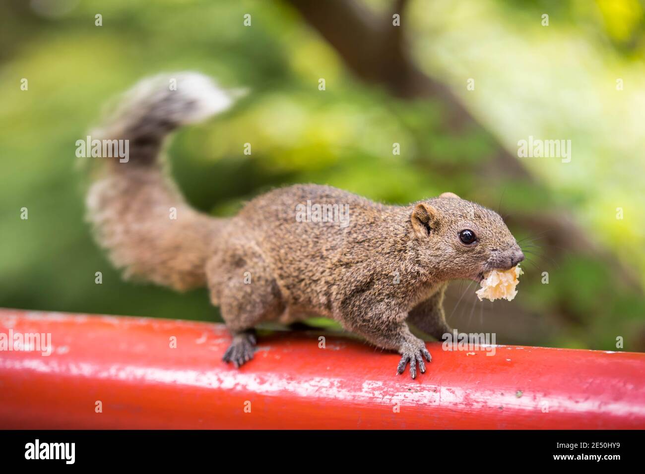Primo piano di uno scoiattolo grigio che tiene in bocca un boccone di pane, e che si trova su un palo di legno rosso, contro uno sfondo verde brillante del bokeh Foto Stock