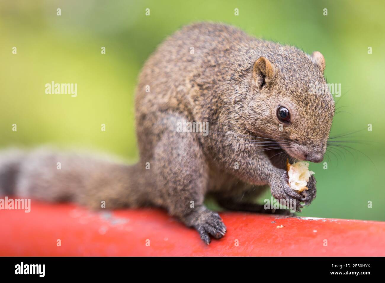 Primo piano di uno scoiattolo grigio che si erge su un palo di legno rosso e che si cricchiolava su un mortale di pane, contro uno sfondo verde bokeh Foto Stock
