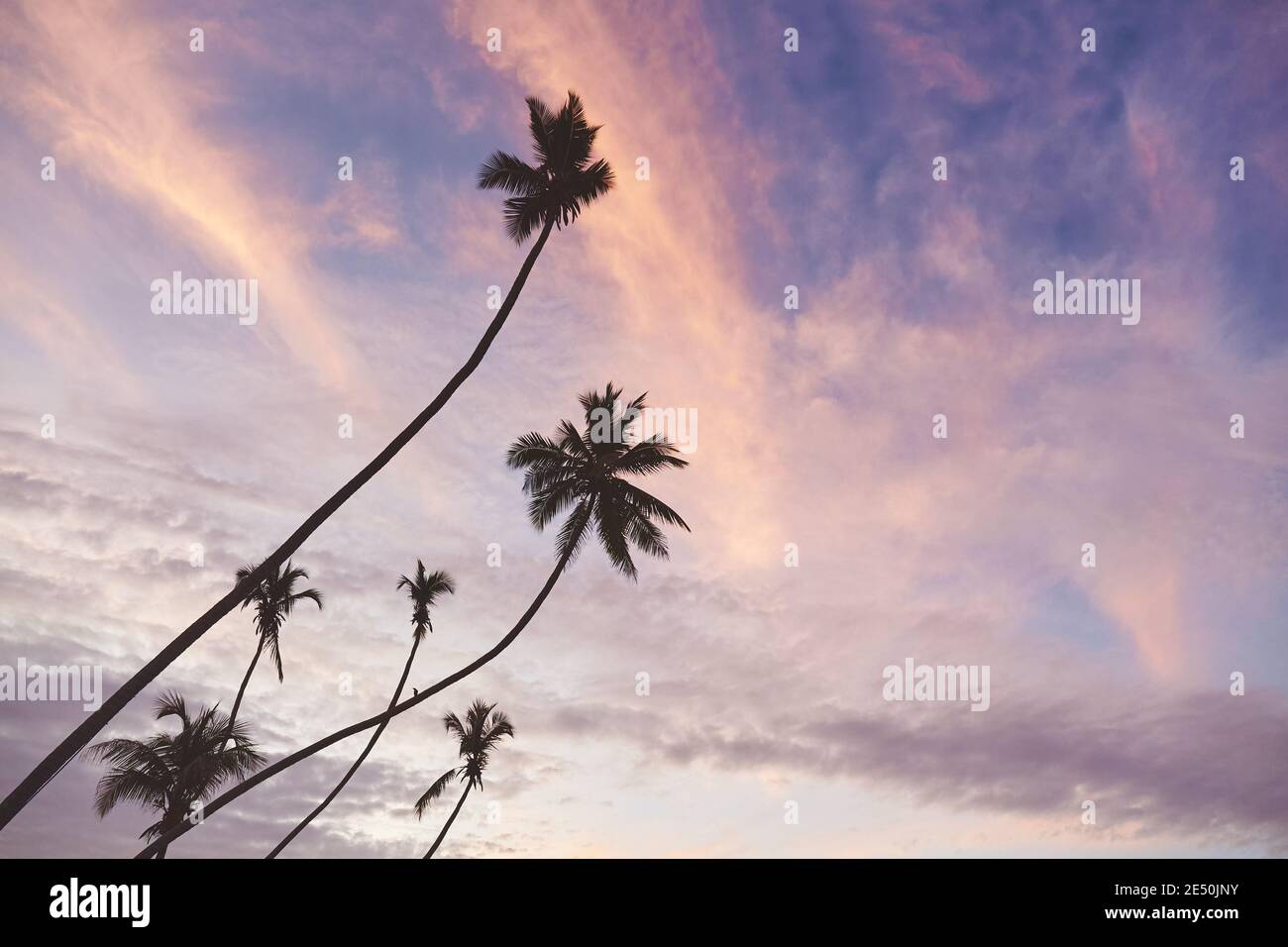 Le silhouette degli alberi di palma contro il cielo al tramonto, tonalità di colore applicate. Foto Stock