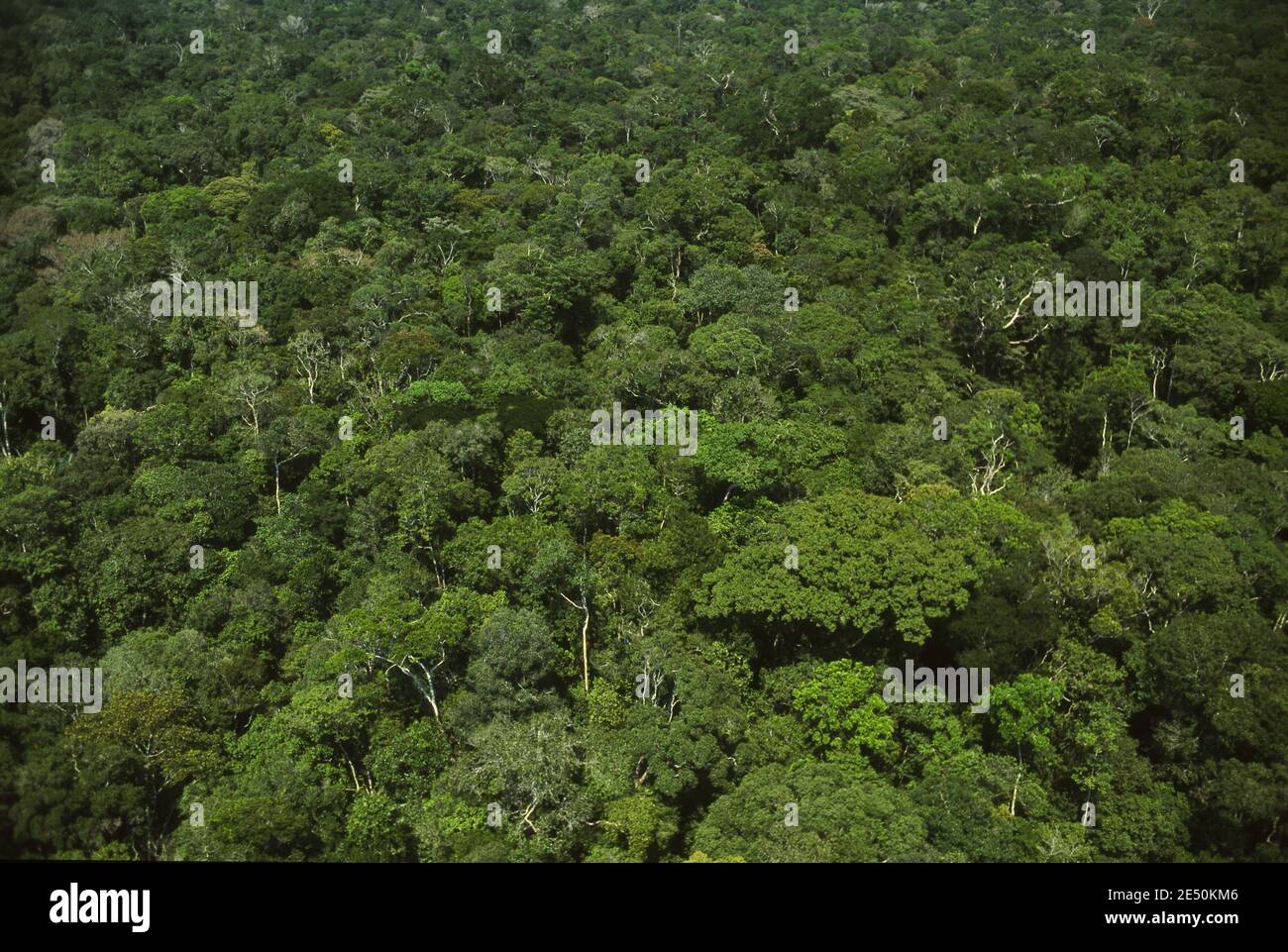 Vista aerea della foresta densa intatta e conservata con un'elevata biodiversità - alberi a baldacchino - foresta pluviale amazzonica, Brasile. Foto Stock