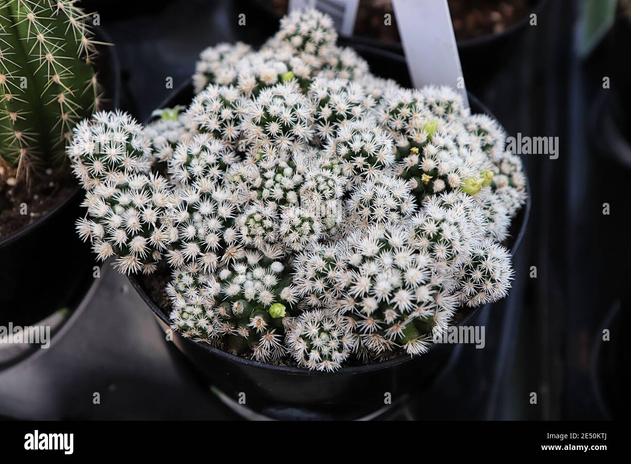 Un cactus Arizona Snowcap coperto di spine bianche Foto Stock