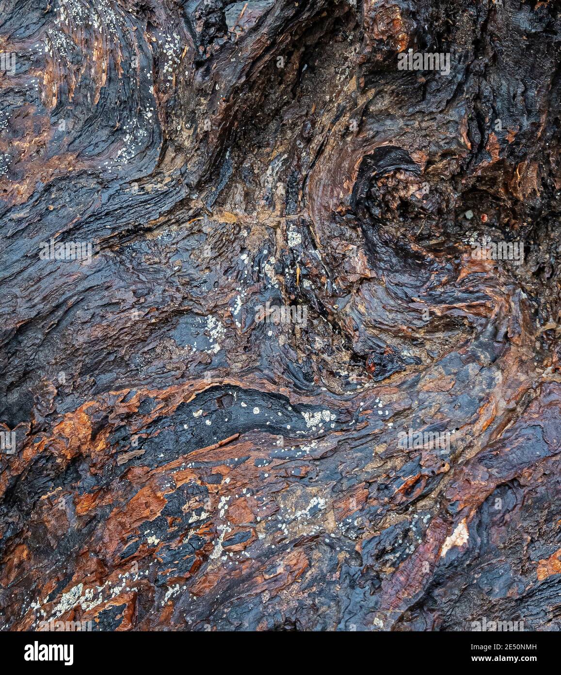 Vecchi tronchi in Central Park in inverno Foto Stock