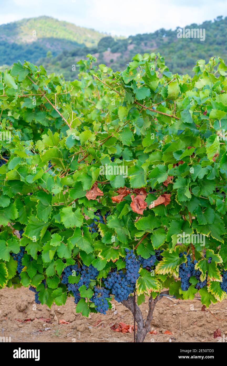Uve da vino syrah o grenache nere o blu mature che utilizzano per la produzione di vino rosato o rosso pronto alla vendemmia sui vigneti di Cotes de Provence, regione Provenc Foto Stock