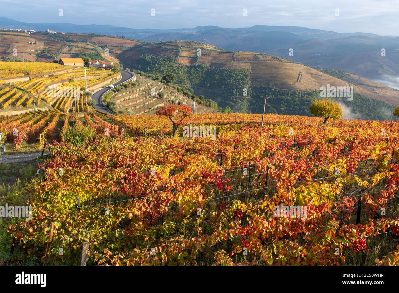 Colorato paesaggio autunnale della più antica regione vinicola del mondo Valle del Douro in Portogallo, diverse varietà di vitigni coltivati su vigneti terrazzati, pr Foto Stock