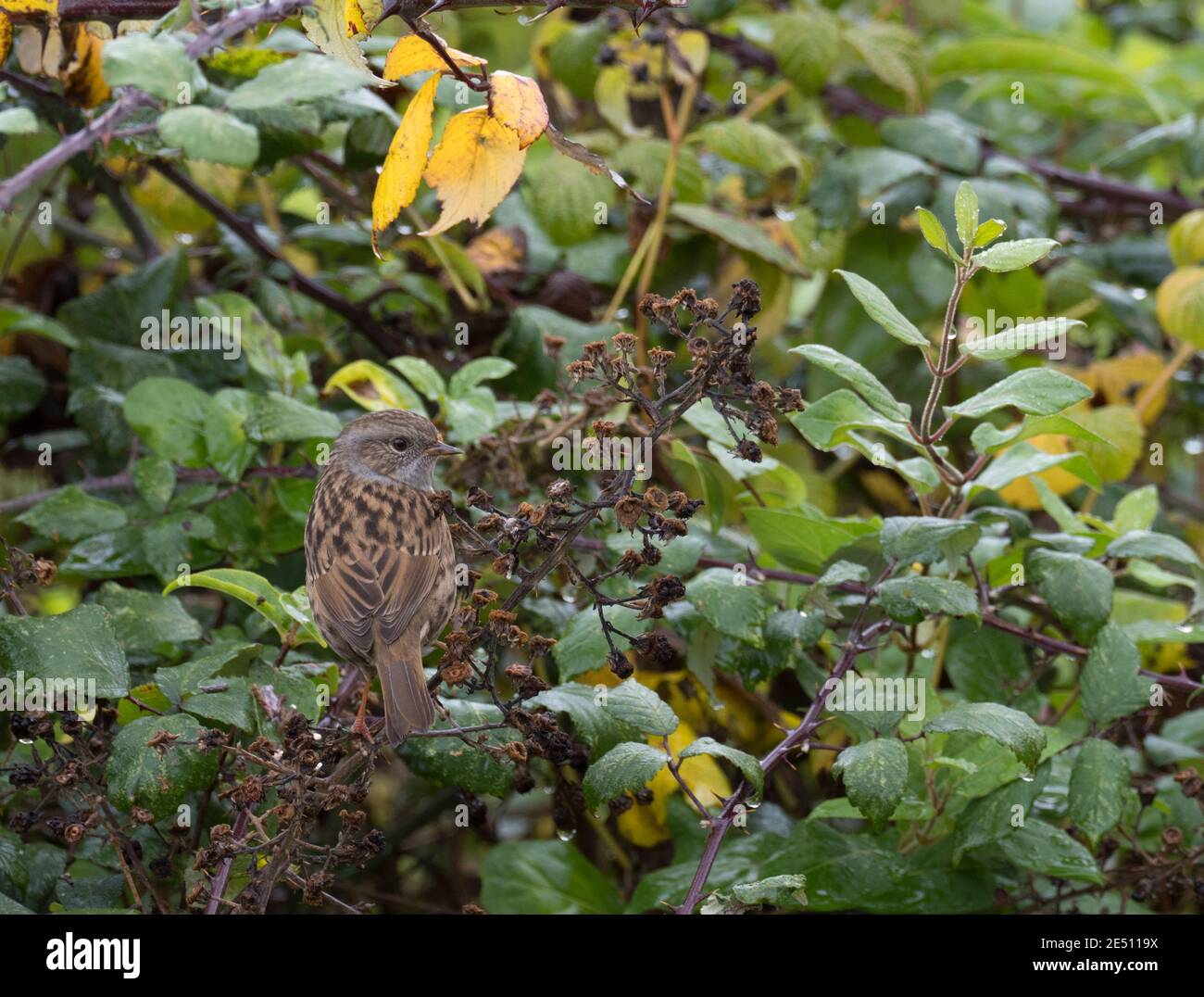 Dunnock, Prunella modularis, singolo adulto appollaiato su brambles. Worcestershire, Regno Unito. Foto Stock
