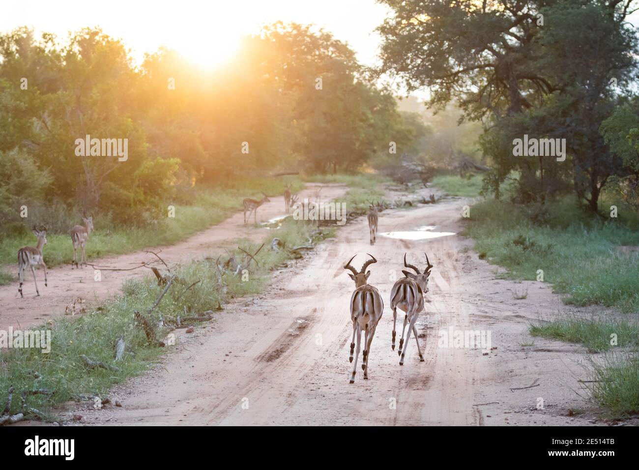 Un gregge di impala che corre lungo una pista sterrata tra alberi in savana sudafricana al tramonto Foto Stock