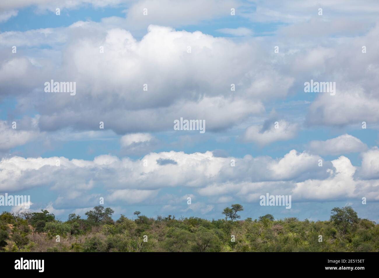 Iconico paesaggio sudafricano, con la savana sotto un cielo estivo blu con nuvole soffici Foto Stock