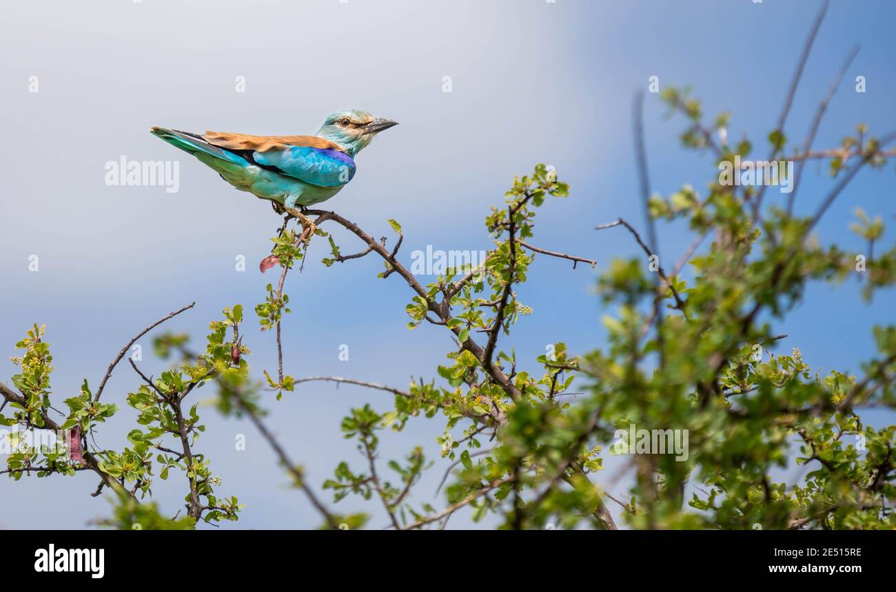 Primo piano di un rullo tostato lilla appollaiato sul lembo dell'albero, tra le foglie e contro un cielo azzurro estivo Foto Stock