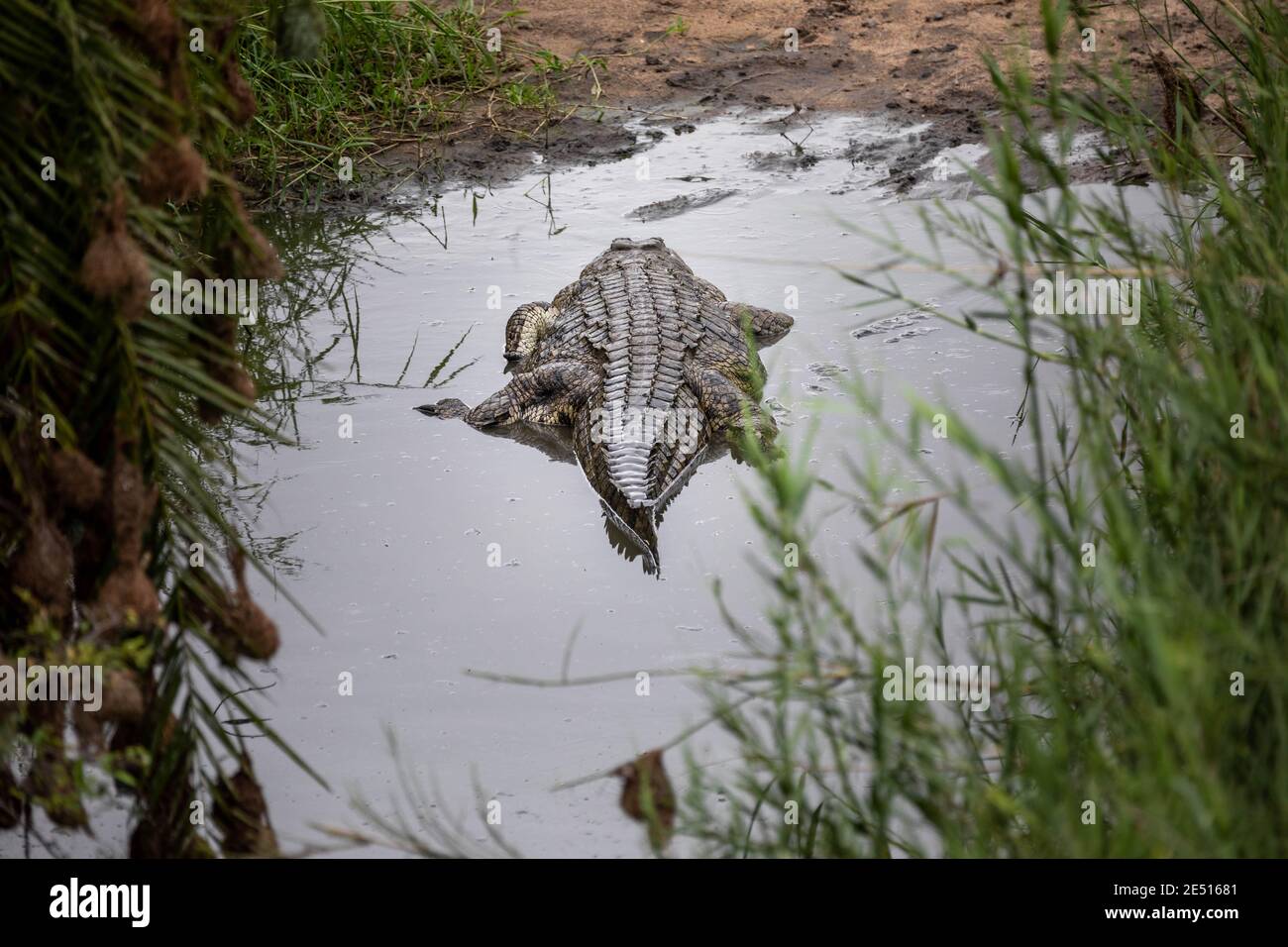 Un coccodrillo del nilo che si aggana in una piscina d'acqua poco profonda in un thicket di canna Foto Stock