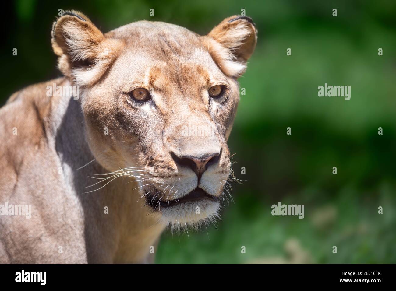 Primo piano di una testa leonessa che guarda lateralmente contro un sfondo verde bokeh Foto Stock