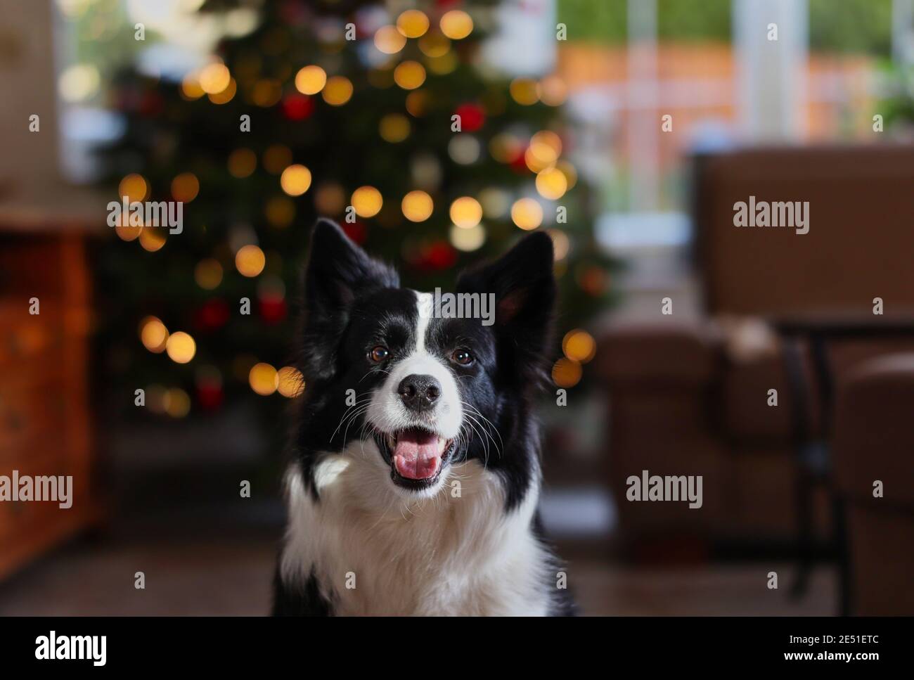 Border Collie Head con albero di Natale e luce naturale. Sorridente cane bianco e nero nel soggiorno. Foto Stock