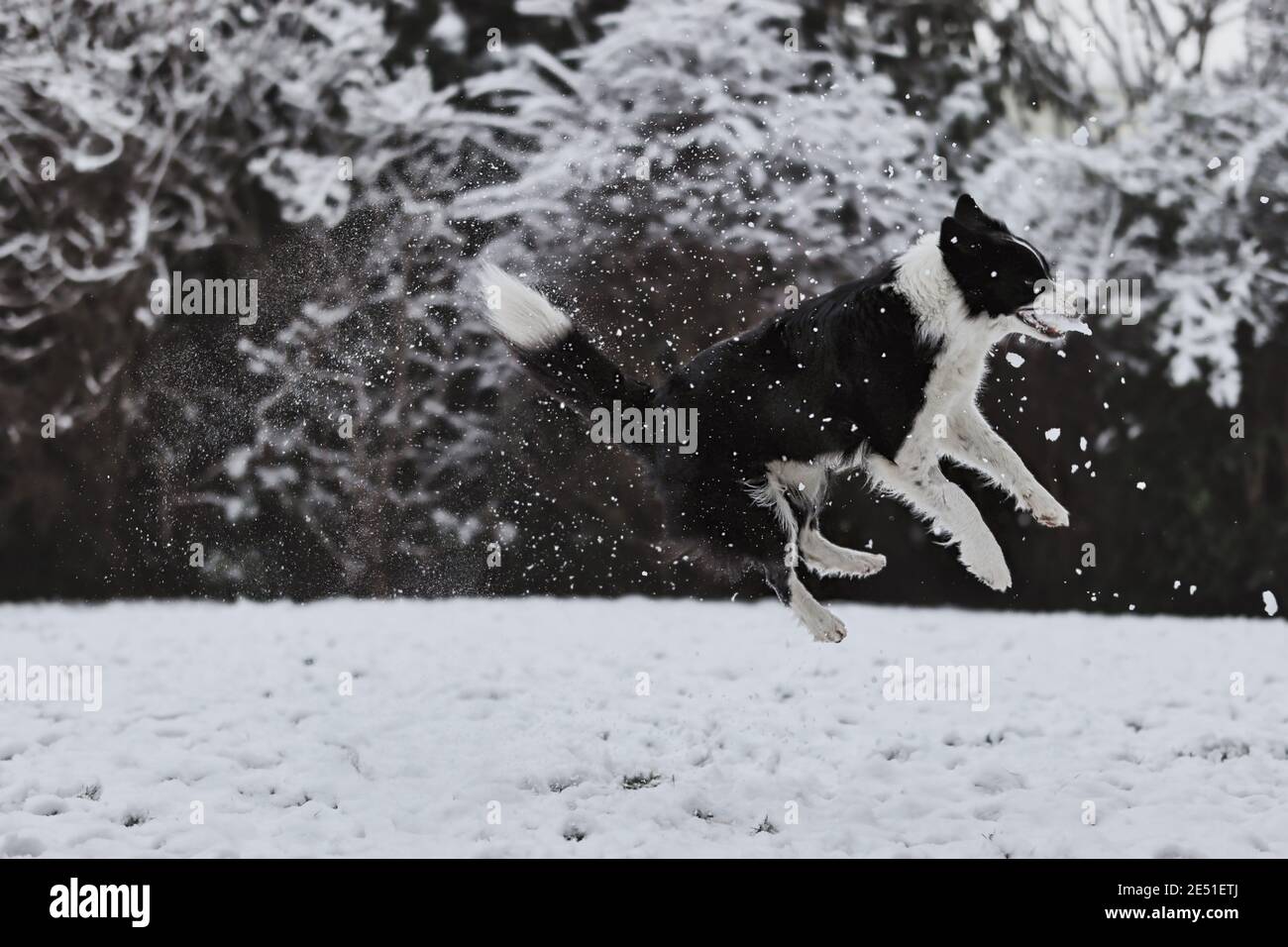 Jumping Border Collie in Winter Garden. Il cane bianco e nero cattura la neve durante il giorno della neve. Foto Stock