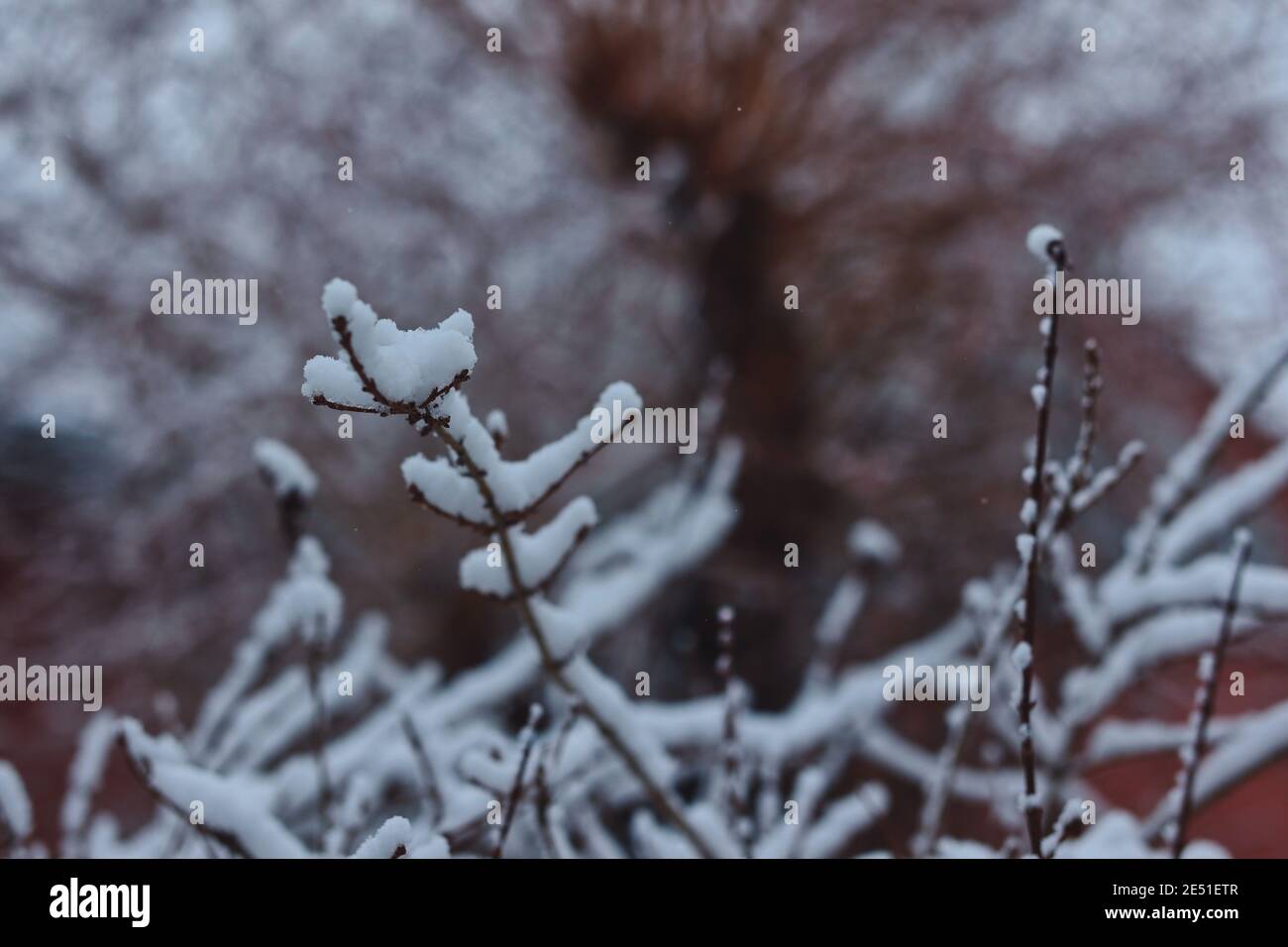 Parrucca innevata nel Giardino d'Inverno. Pianta innevata con sfondo colorato. Foto Stock