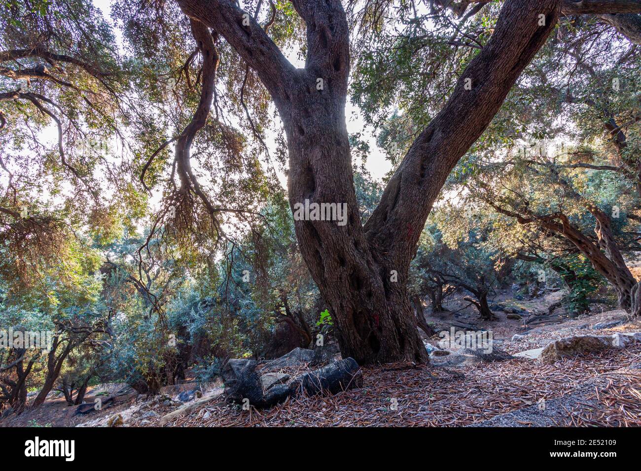 Foresta mediterranea, bioagricoltura. Olivi. Isola di Corfù. Grecia Foto Stock