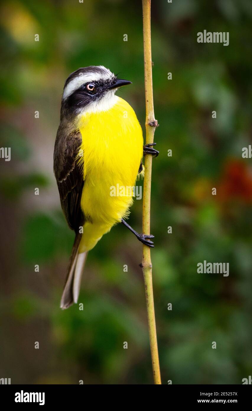 Il flycatcher sociale (Myiozetetetetes similis) uccello in Costa Rica Foto Stock