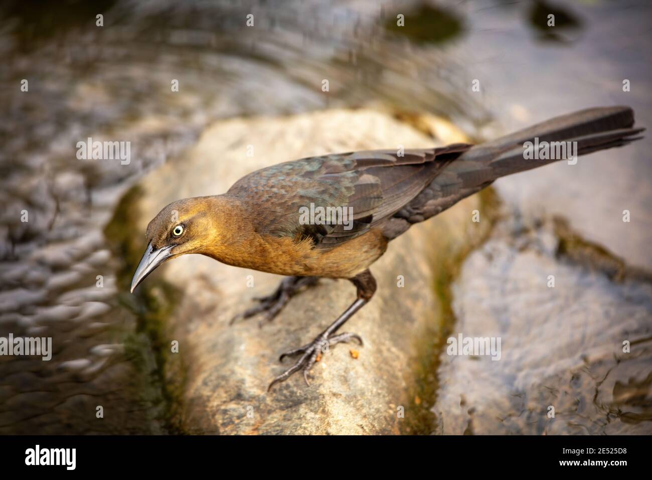Una grackle femminile dalla coda grande o una grackle messicana (Quiscalus mexicanus) Arroccato su un torrente in Costa Rica Foto Stock