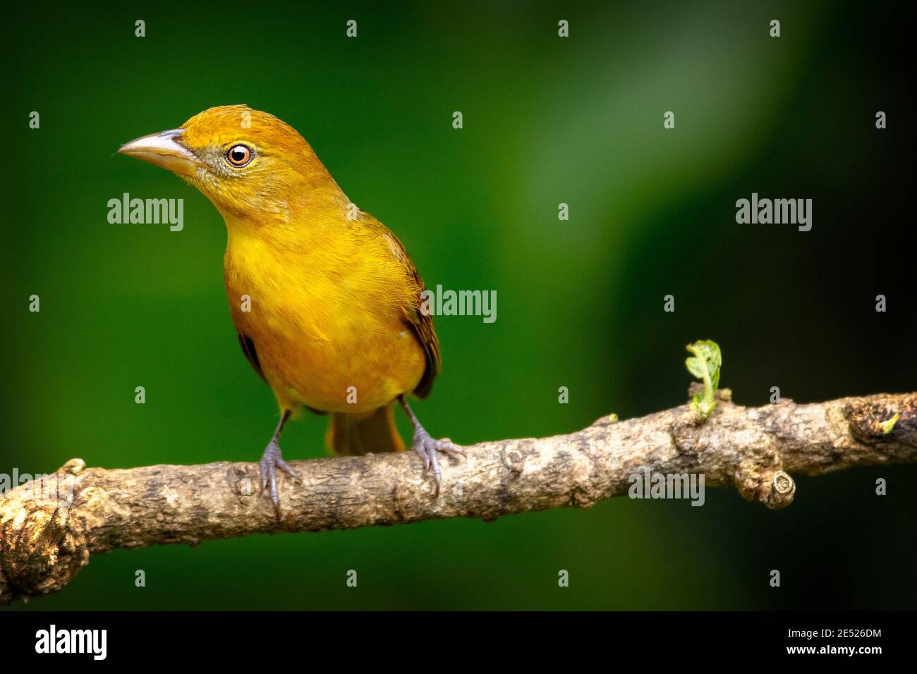Una donna Tanager Estate (Piranga rubra) Cartago Provincia, Tayutic, Costa Rica Foto Stock