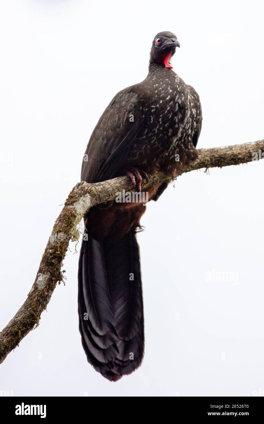Un uccello crestato di Guan (Penelope purascens) nella provincia di Cartago, Tayutic, Costa Rica Foto Stock