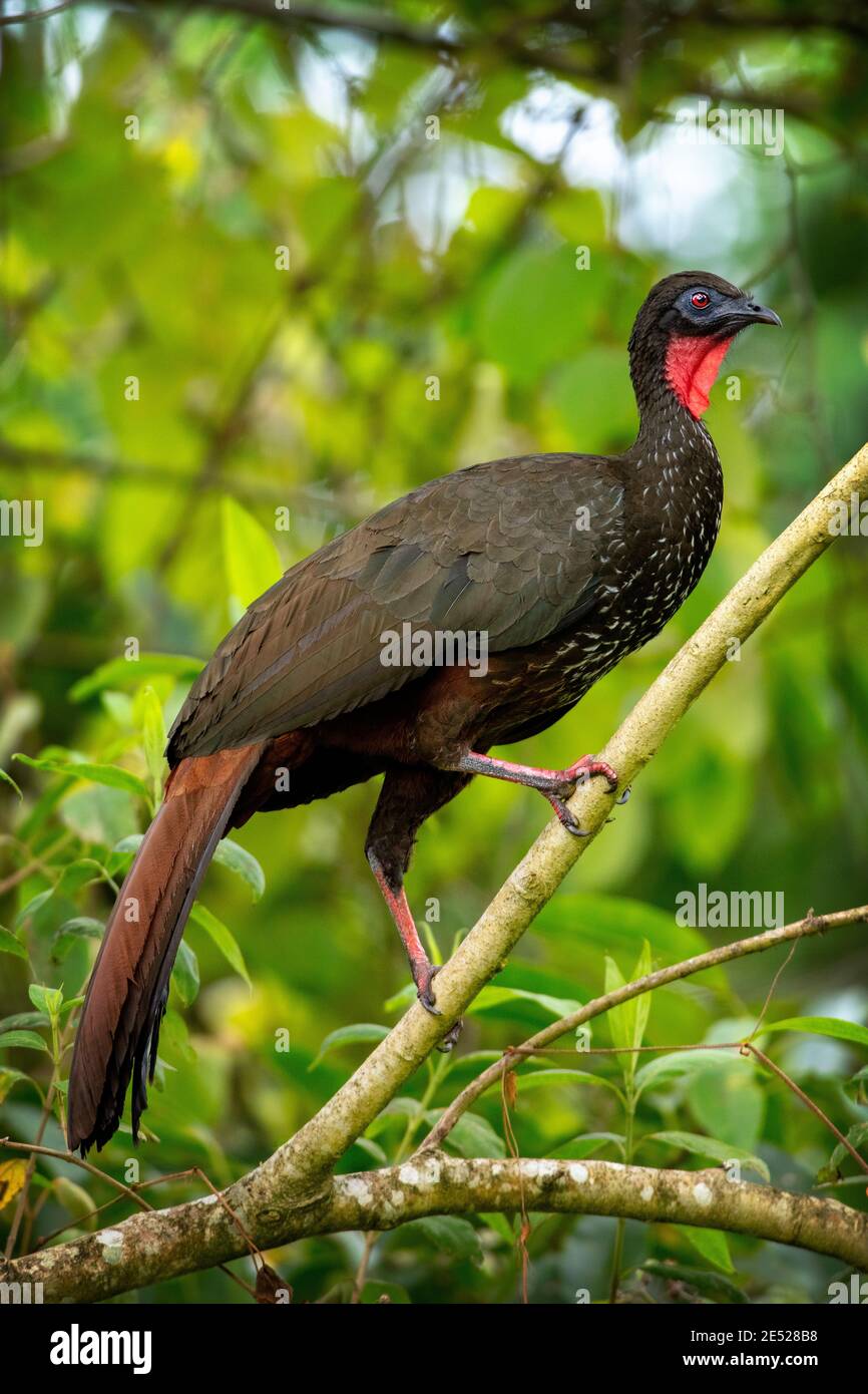 Un uccello crestato di Guan (Penelope purascens) nella provincia di Cartago, Tayutic, Costa Rica Foto Stock