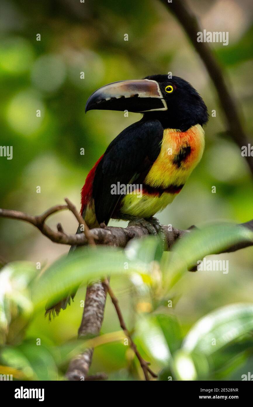 Un aracari Collared (Pteroglossus torquatus) in Costa Rica Foto Stock