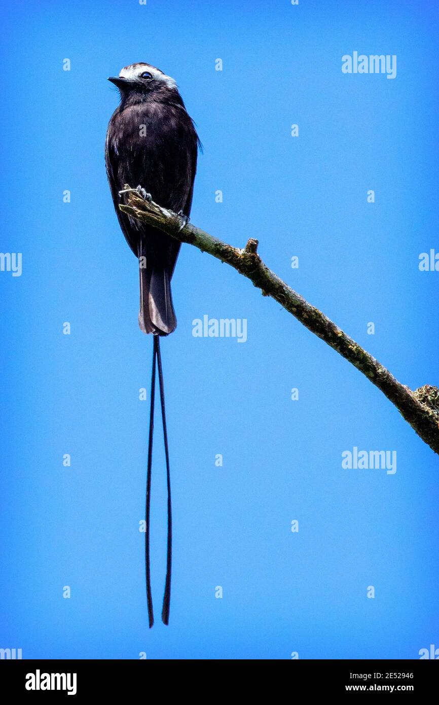 Un tiranno dalla lunga coda (colonio di Colonia) arroccato in Costa Rica Foto Stock