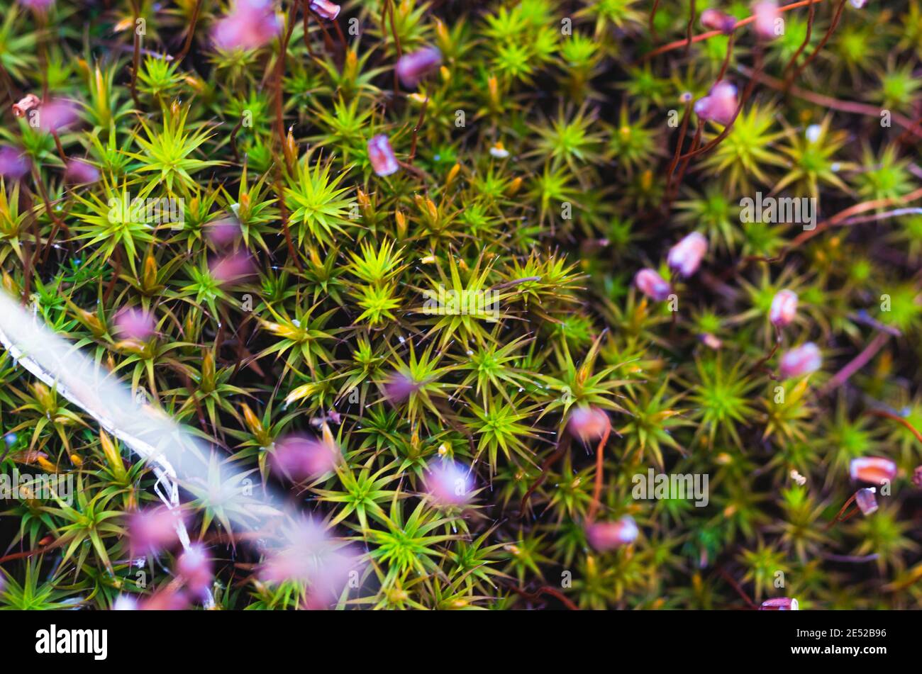 Straordinaria erba. Erba sotto forma di un albero di Natale. La fotografia macro di erba. Background e texture di erba. Foto Stock