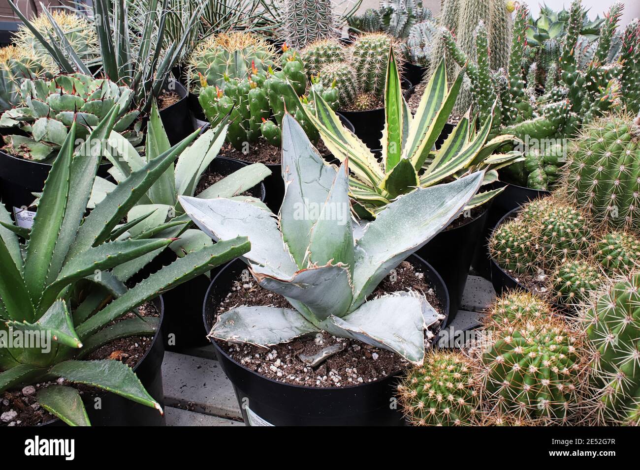 Una pianta di aloe mescolata tra vari cactus e succulenti Foto Stock