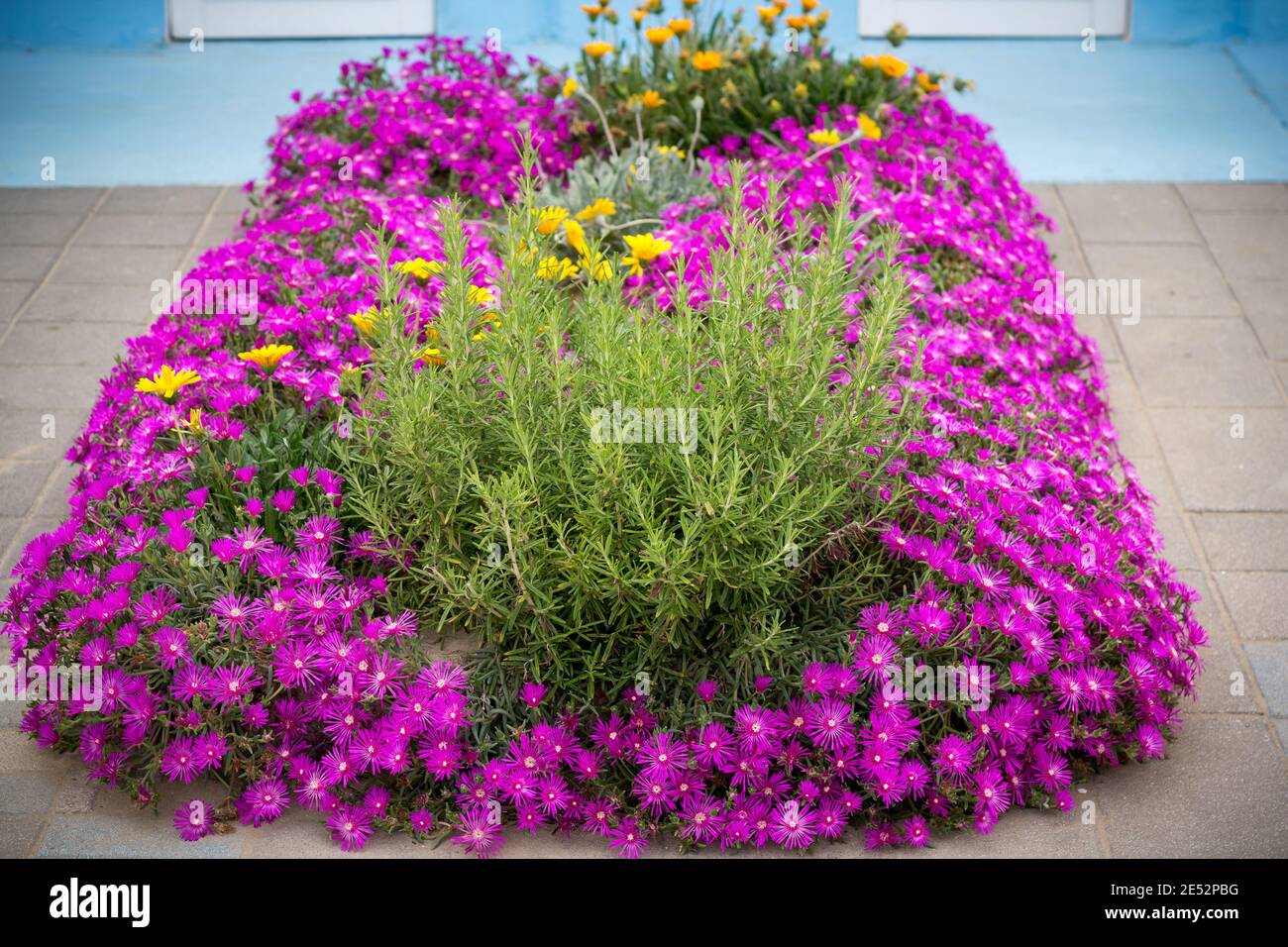 Un bel letto di fiori georgiano di fiori d'astro Symphyotrichum georgianum e origan. Sistemazione di fiori sulla spiaggia bagno casa Foto Stock