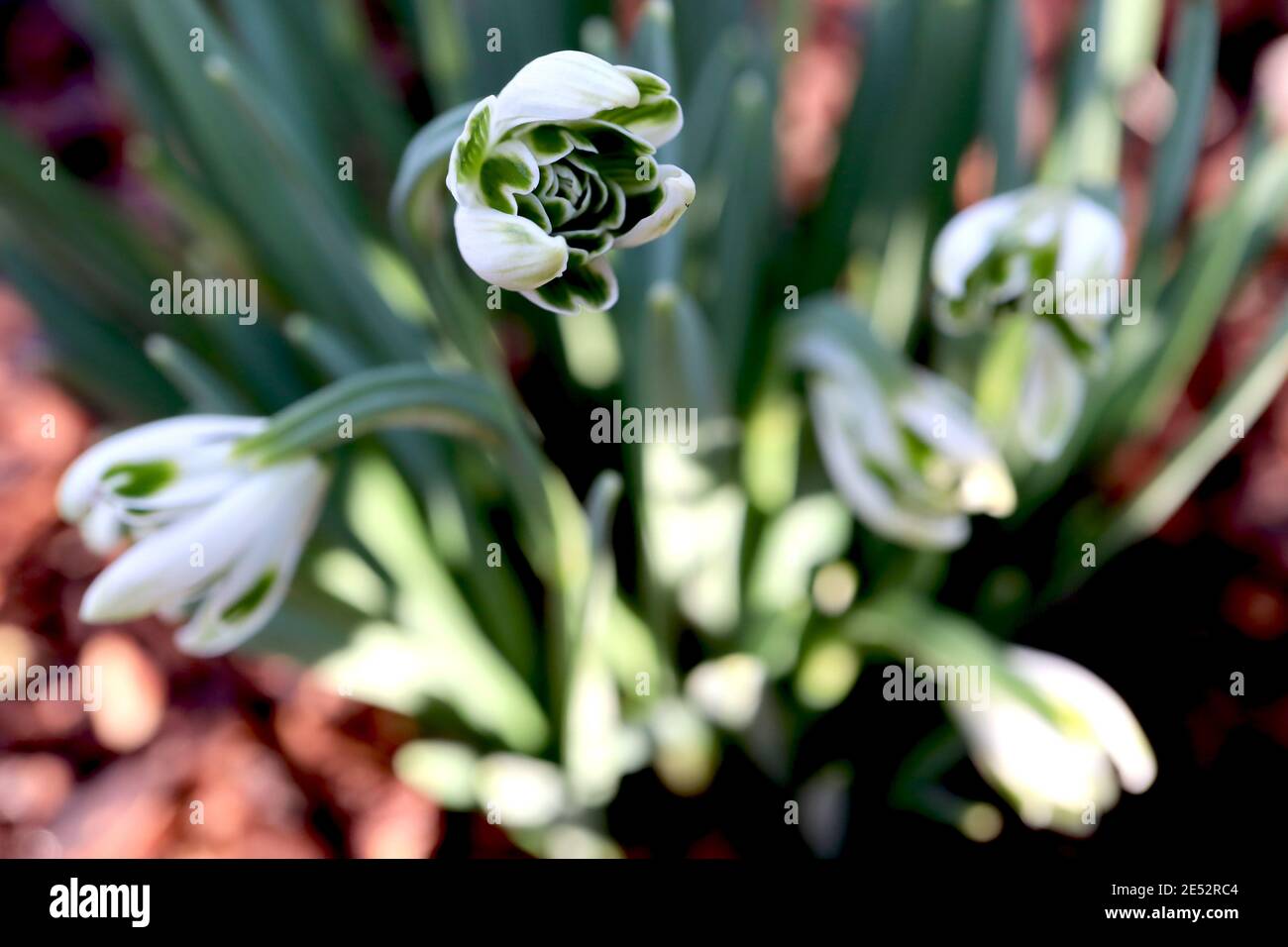 Galanthus nivalis F. pleniforus ‘Bewbury Tart‘ Snowdrop Bewbury Tart – due gocce di neve con diverse marcature verdi, gennaio, Inghilterra, Regno Unito Foto Stock