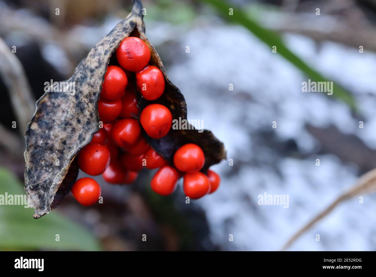 Iris foetidissima Iris stinking iris - grappoli di bacche arancioni, gennaio, Inghilterra, Regno Unito Foto Stock