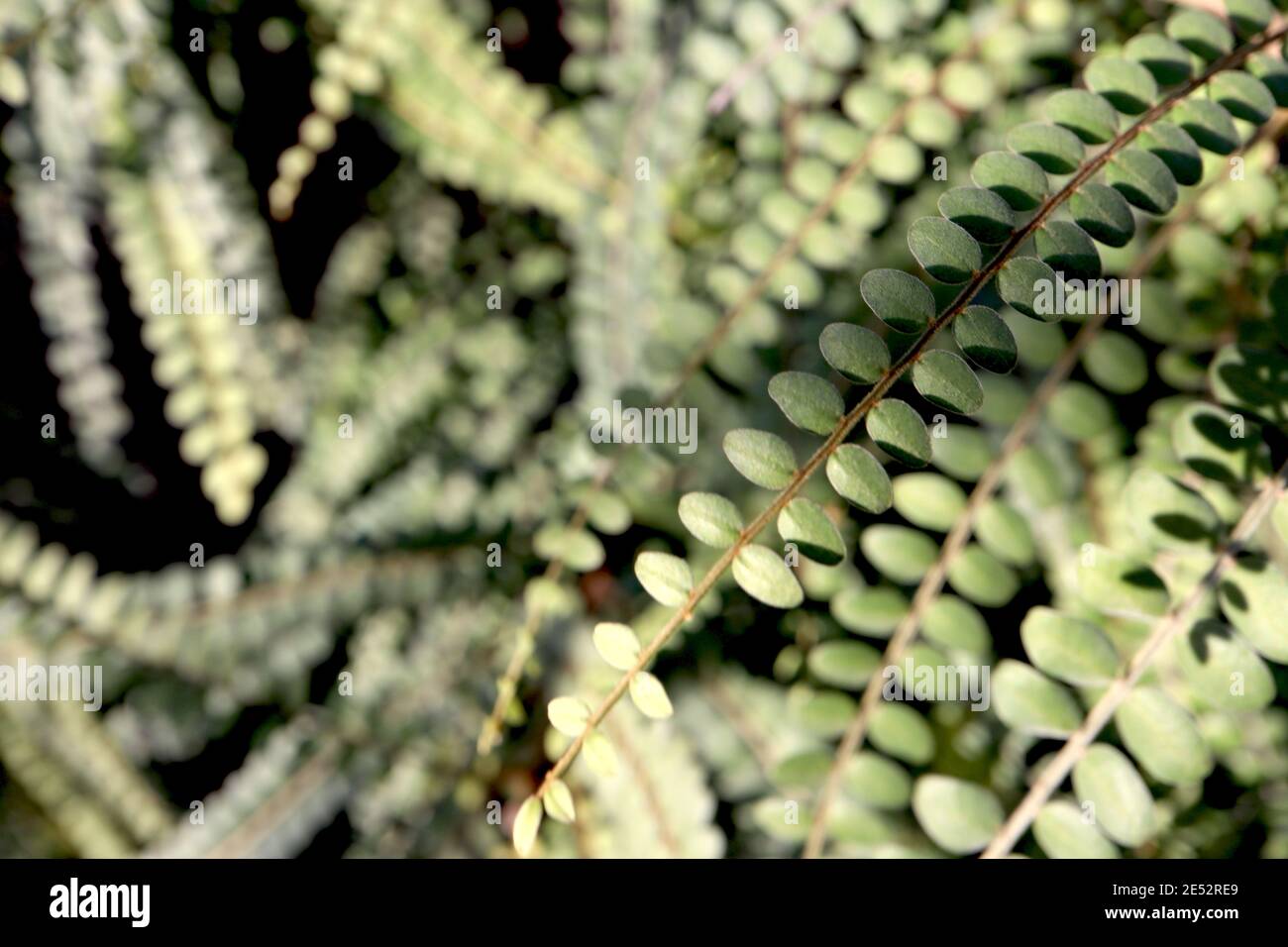 Sophora Cassioides Pelu – catene di piccole foglie verdi lungo rami sottili, gennaio, Inghilterra, Regno Unito Foto Stock