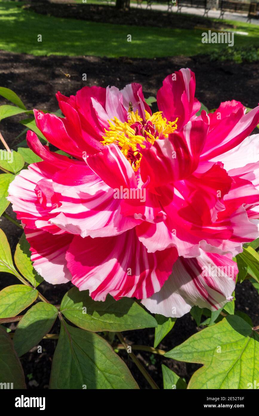 Il variegato petali di un albero peonia fiorisce in primavera. Foto Stock