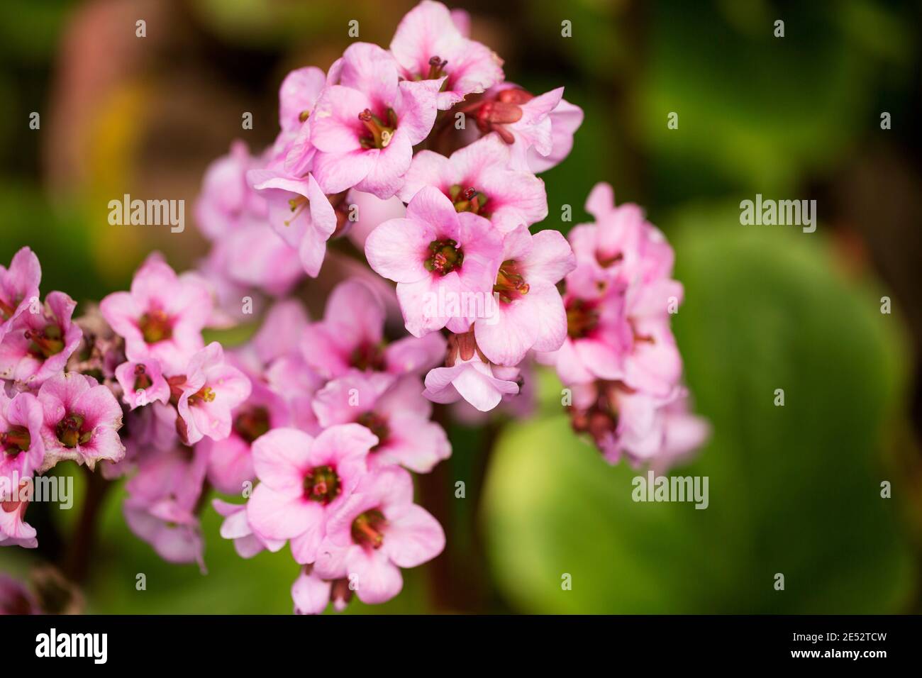I fiori della crassifolia di Bergenia, o badan, originari della Siberia e della Mongolia, dove i rizomi sono utilizzati per il tè e per scopi medicinali. Foto Stock